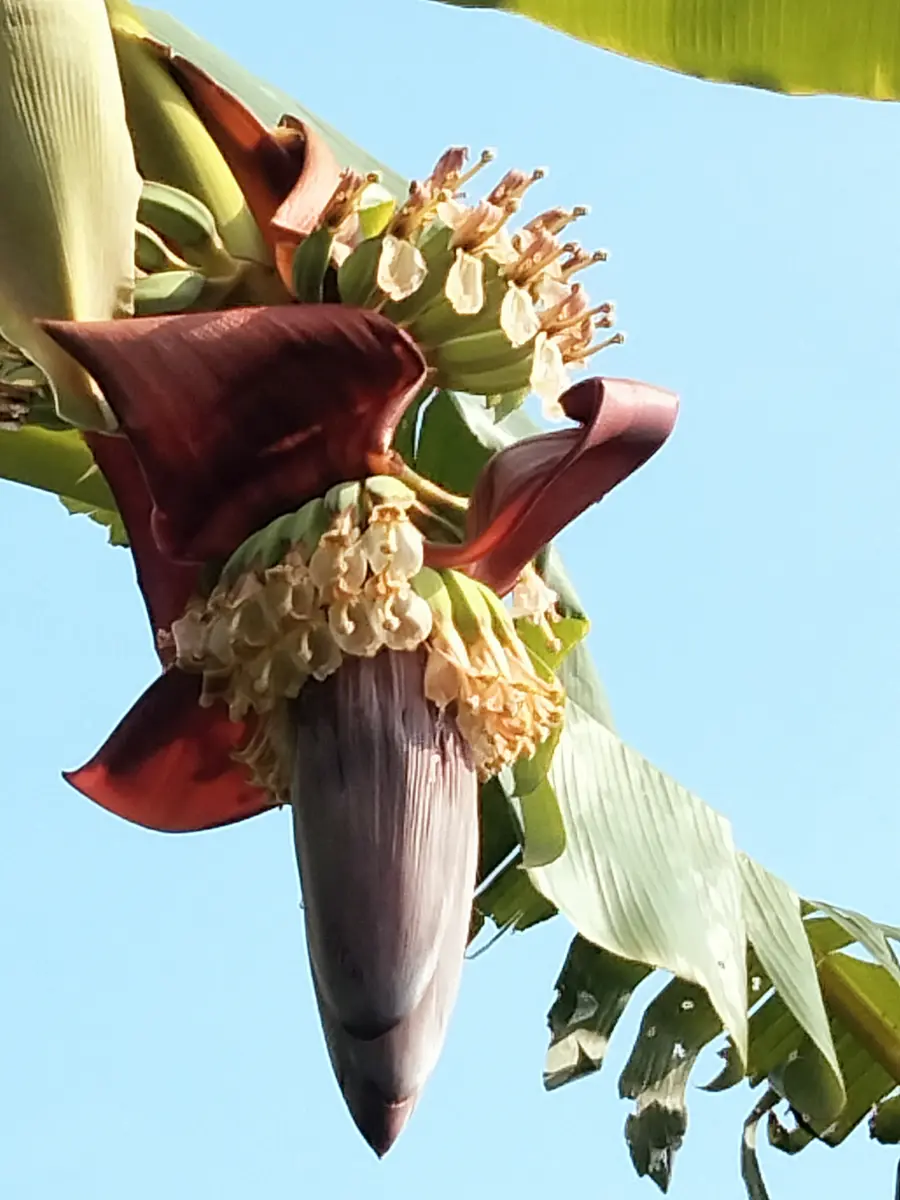 人気ナンバーワン！約1メートルくらいです。南国気分バナナの木