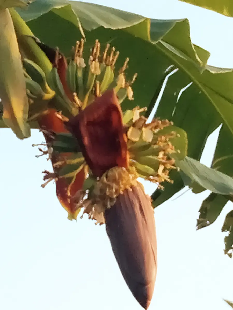 人気ナンバーワン！約1メートルくらいです。南国気分バナナの木