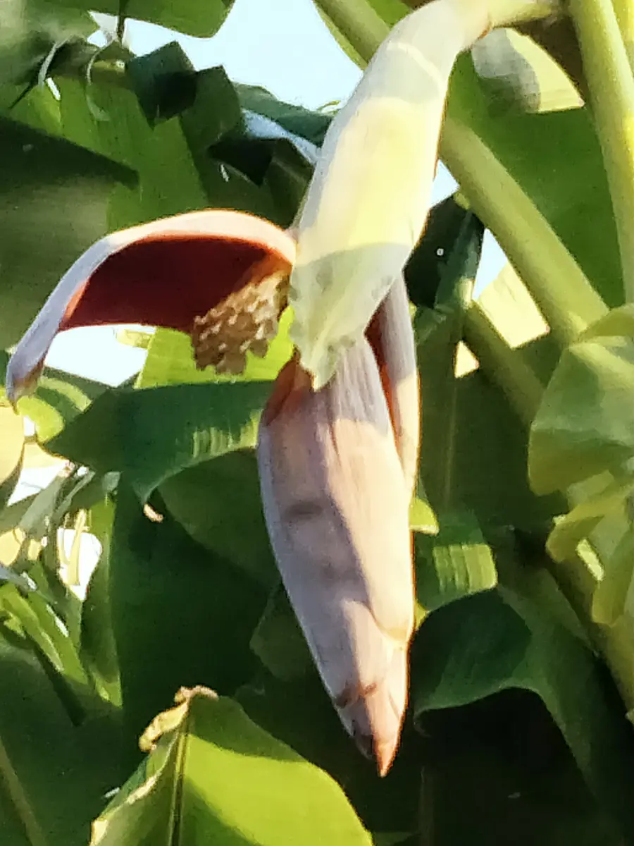 人気ナンバーワン！約1メートルくらいです。南国気分バナナの木