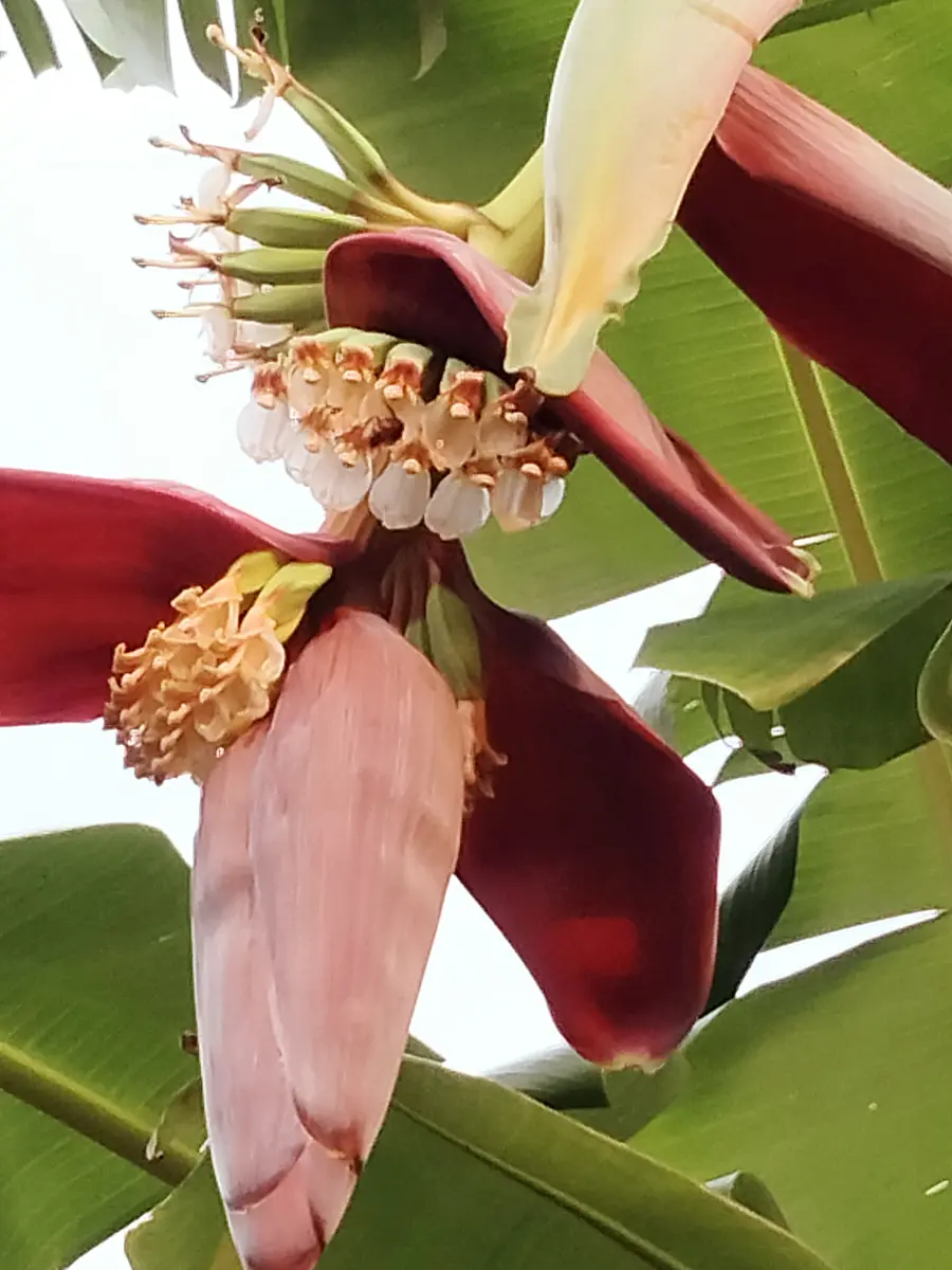 人気ナンバーワン！約1メートルくらいです。南国気分バナナの木^ - ^ほったらかしておいても毎年なります^_^ステキな出会いがあります様に^ - ^一期一会 人気ナンバーワン！約1メートルくらいです。南国気分バナナの木