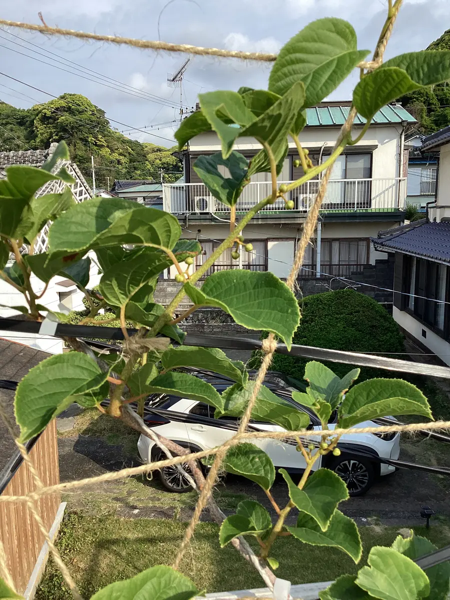 大実サルナシを鉢植えしました。｜そだレポ（栽培レポート