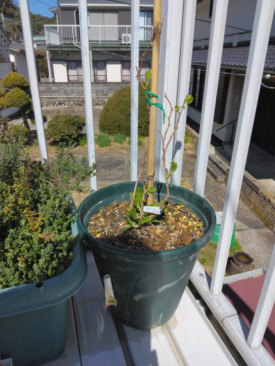 大実サルナシを鉢植えしました。｜そだレポ（栽培レポート