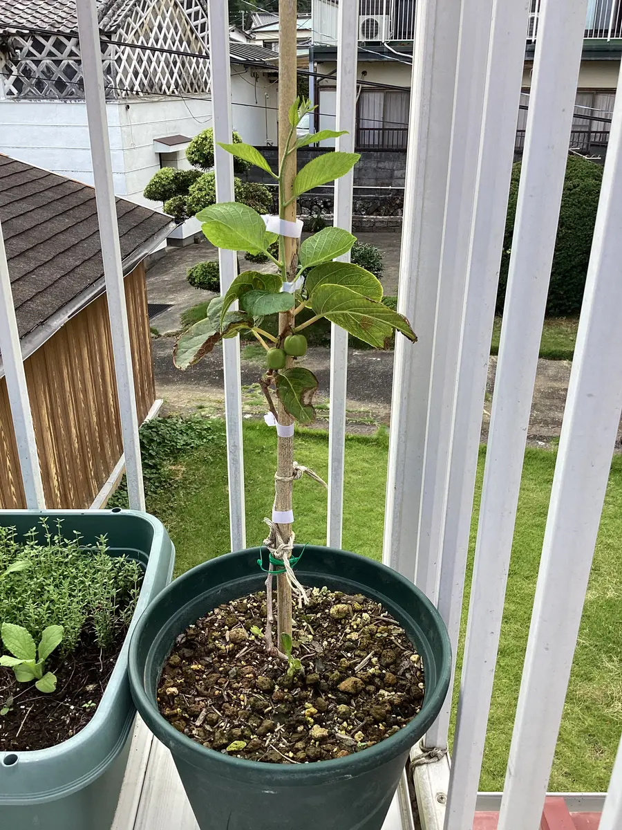 大実サルナシを鉢植えしました。｜そだレポ（栽培レポート