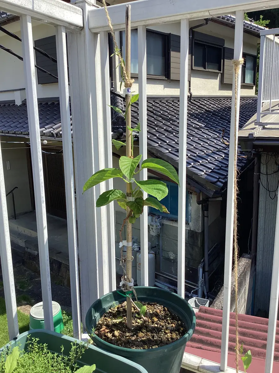 大実サルナシを鉢植えしました。｜そだレポ（栽培レポート