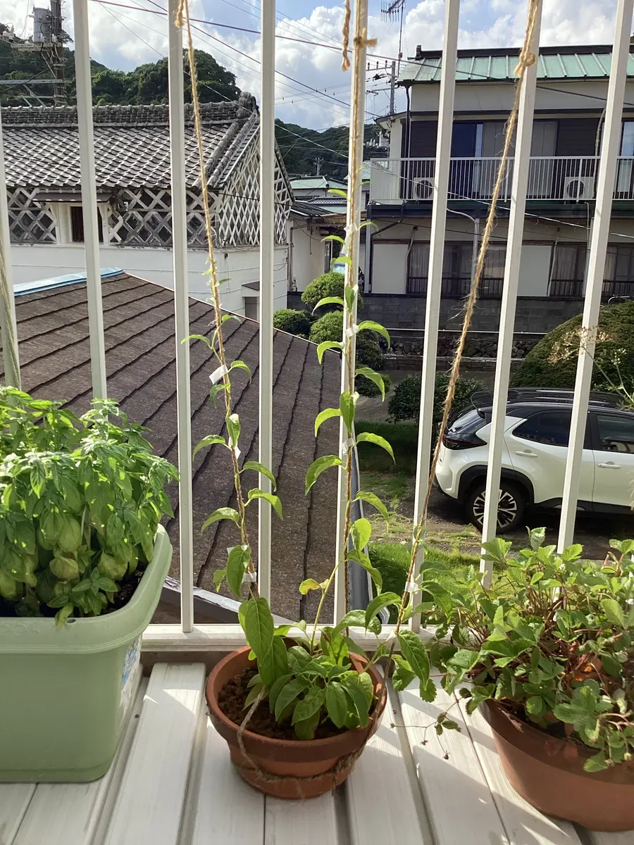 大実サルナシを鉢植えしました。｜そだレポ（栽培レポート
