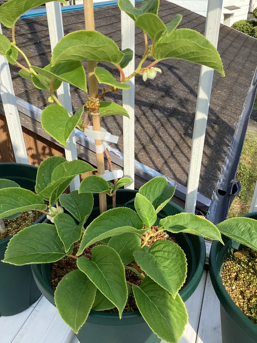 大実サルナシを鉢植えしました。｜そだレポ（栽培レポート