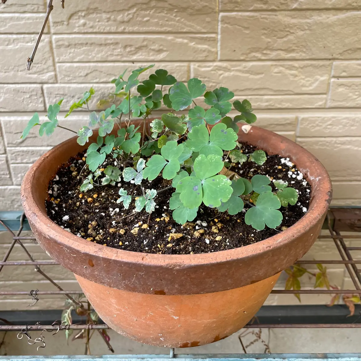 西洋オダマキを種から育てる（初夏の種まき）｜そだレポ（栽培レポート