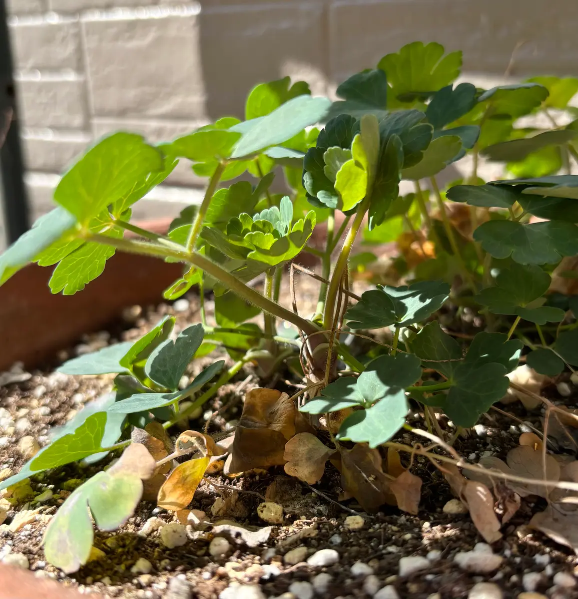 西洋オダマキ ミニミニ苗 こちらで選んで順次発送 西洋オダマキ 西洋オダマキ ミニミニ苗 こちらで選んで順次発送 西洋オダマキ