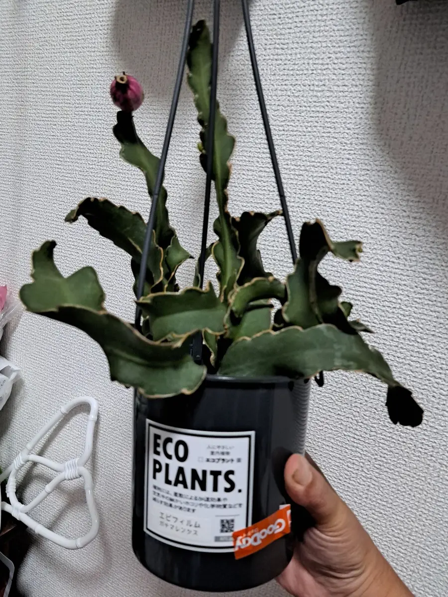 苗木・植木 超レアなドラゴンフルーツ鉢植え