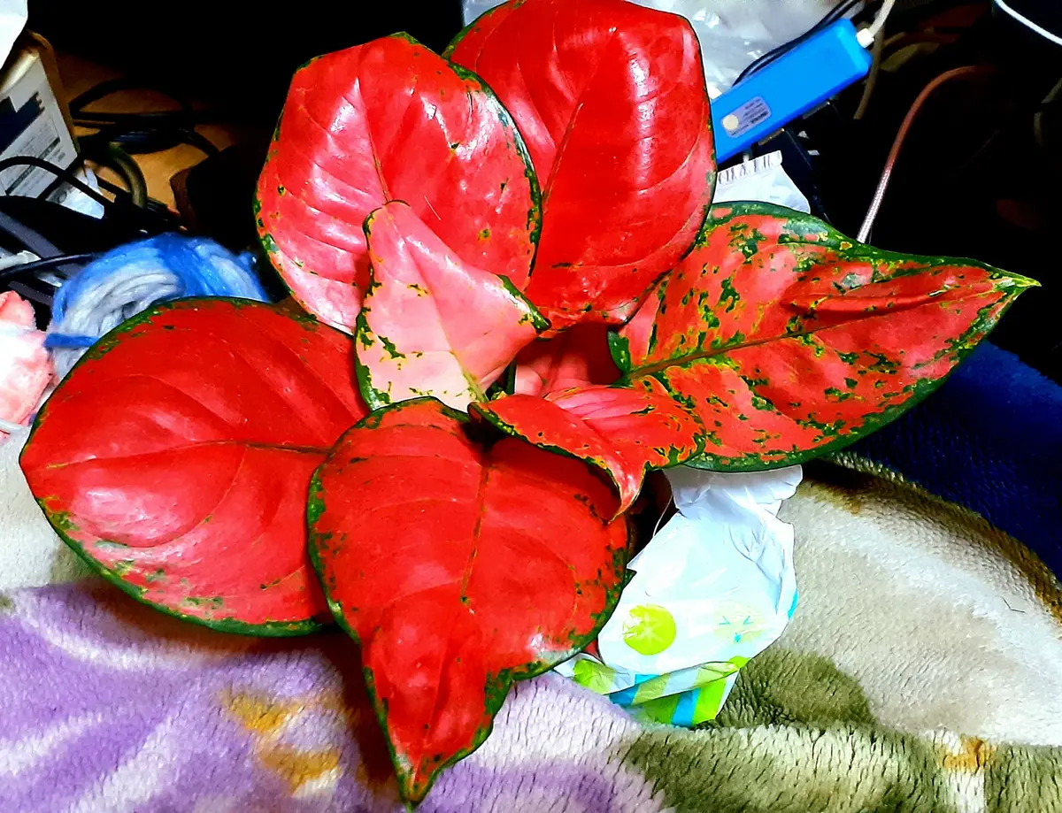 煎茶盆葉っぱ型赤色 盆A461 煎茶盆葉っぱ型赤色 盆A461 お盆の通販|食器のセール・購入なら陶磁庵