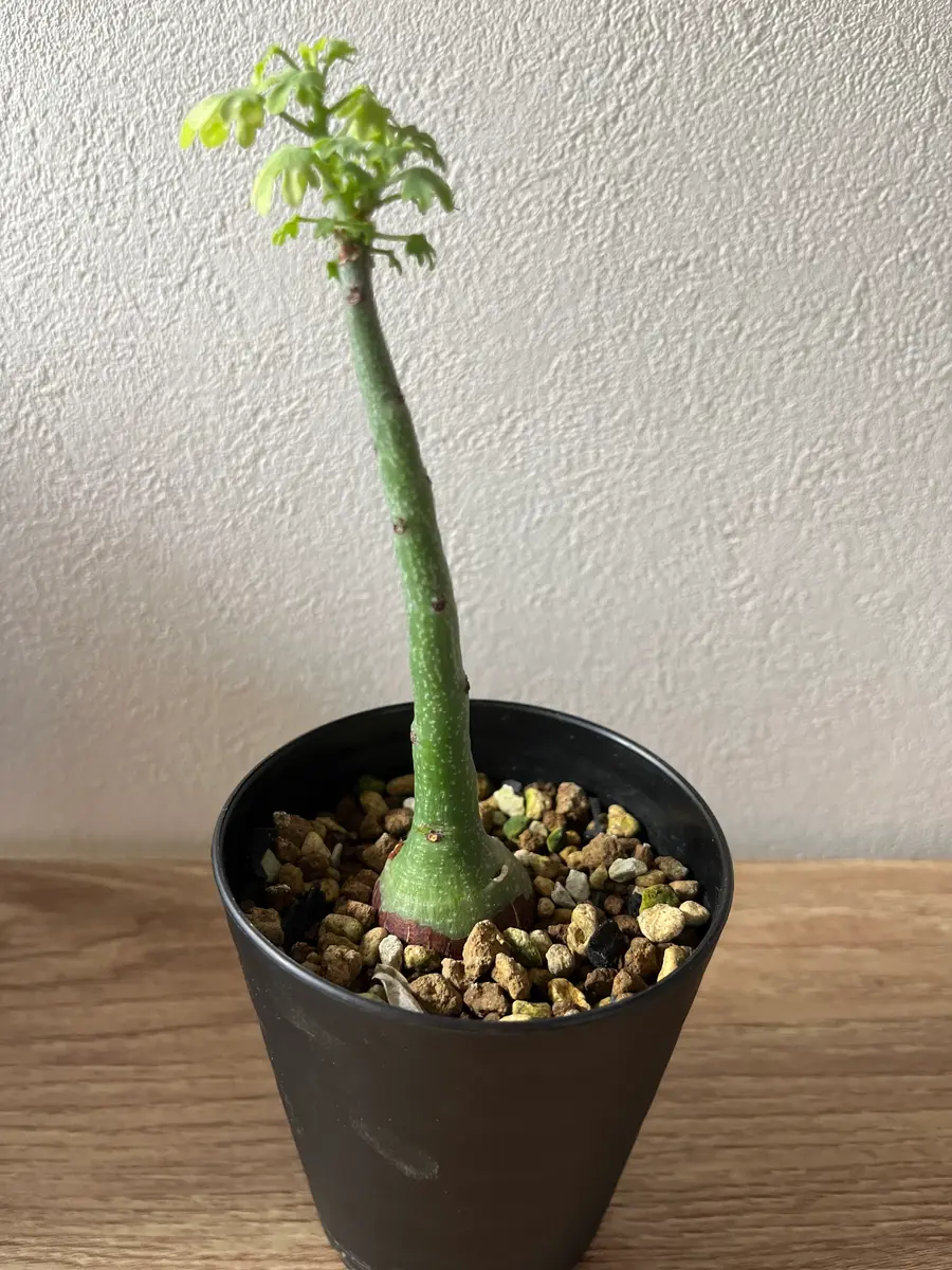 アデニアグラウカ｜そだレポ（栽培レポート）byハナリー｜みんなの趣味