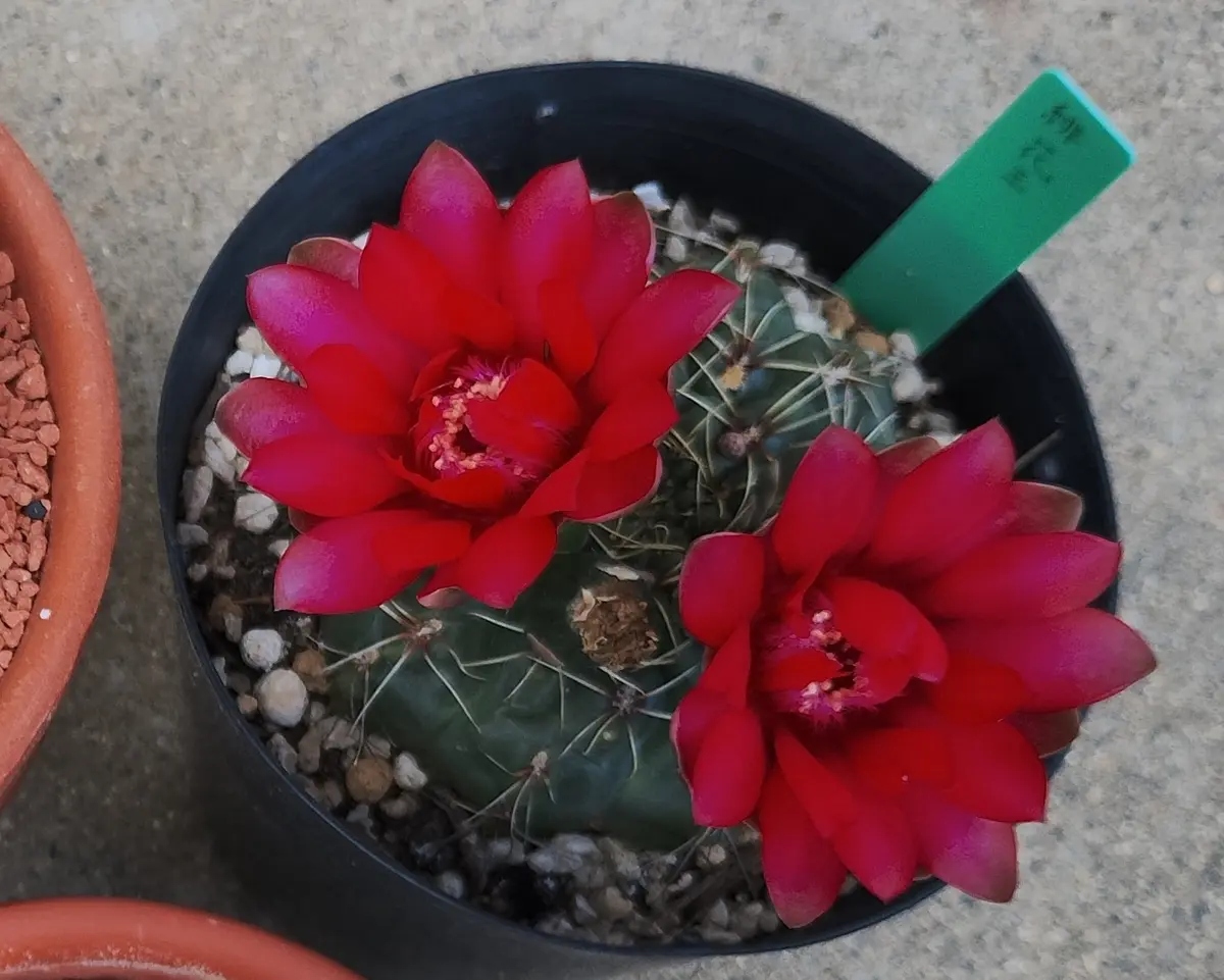 希少品種】花籠 Aztekium ritteri アズテキウム リッテリー