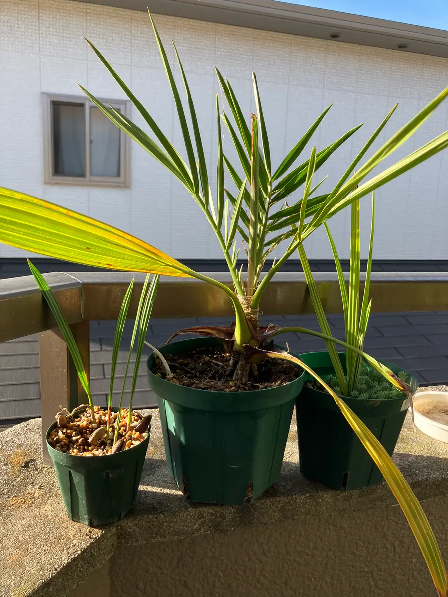 ナツメヤシ デーツ 10鉢植え