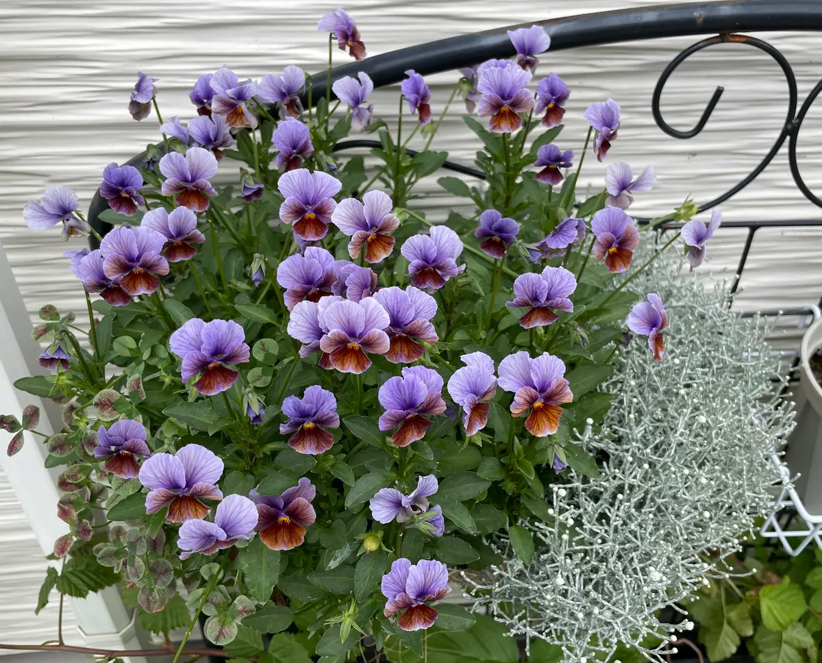 ビオラ ヌーヴェルヴァーグ 夏越しチャレンジ｜そだレポ（栽培レポート