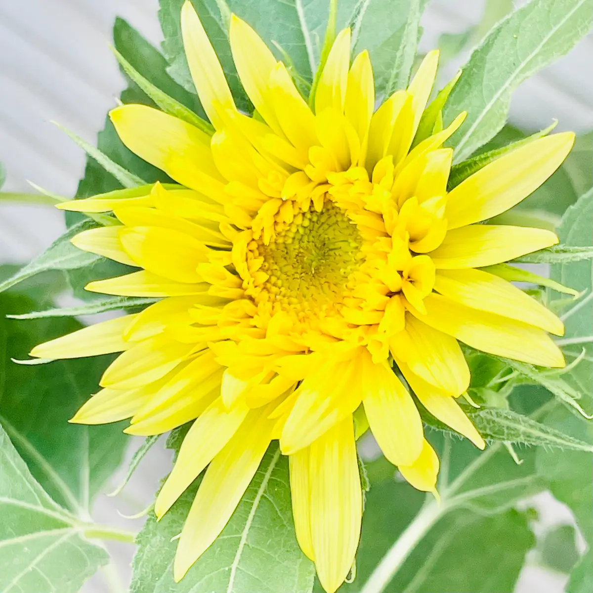 シュ-ルプランツ 超植物 世界一美しいひまわりの理想 オールイエローの世界 ひまわりは午前中の光が影が少なくて 均一