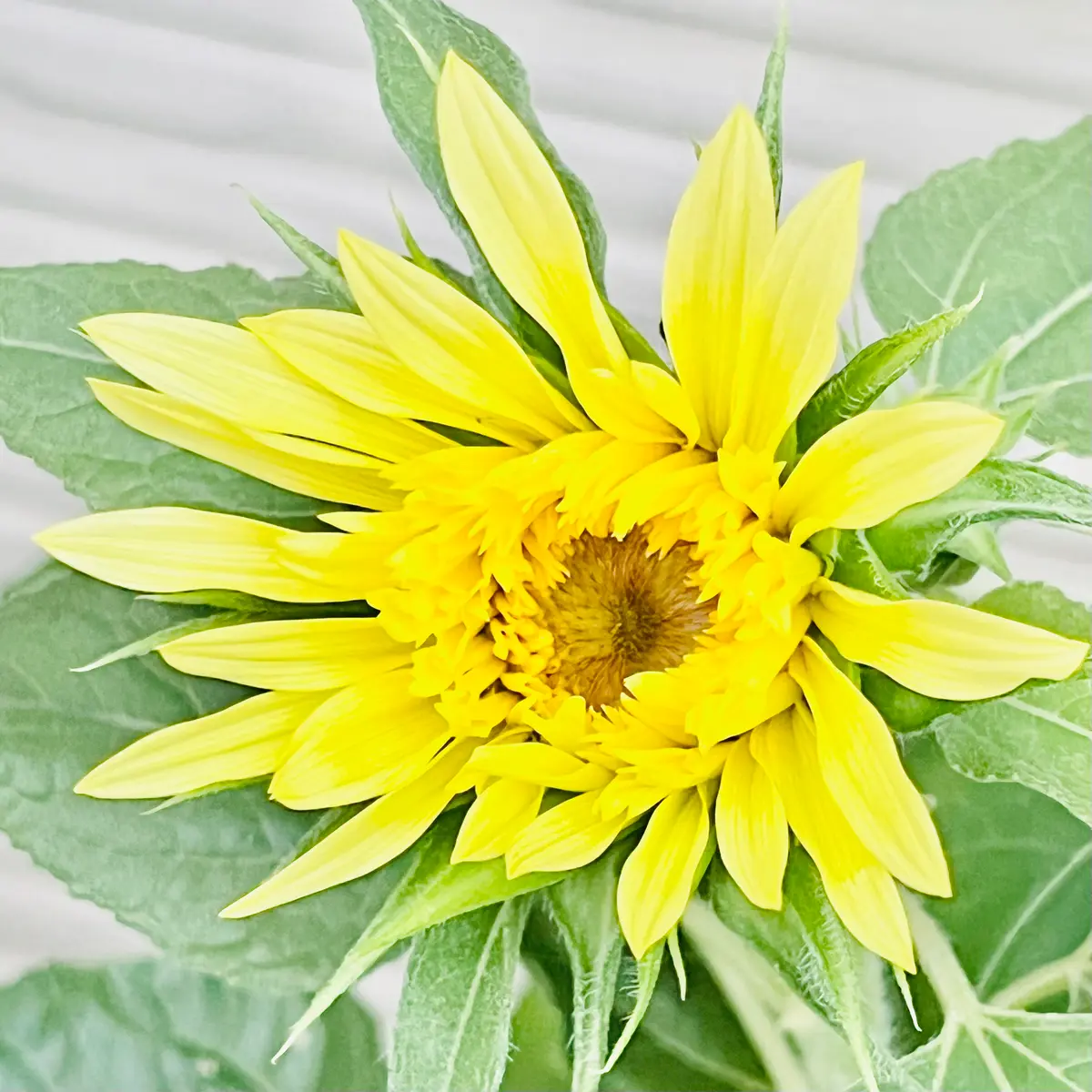 シュ-ルプランツ 超植物 世界一美しいひまわりの理想 ひまわりはいつ咲きますか?5つの事実を知る