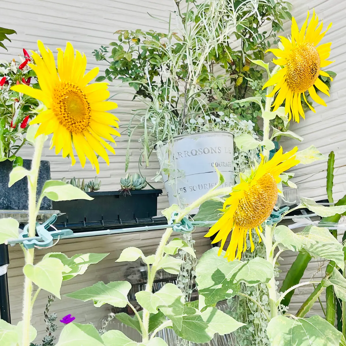 向日葵の種から油を搾る🎵｜そだレポ（栽培レポート）bymasaさん