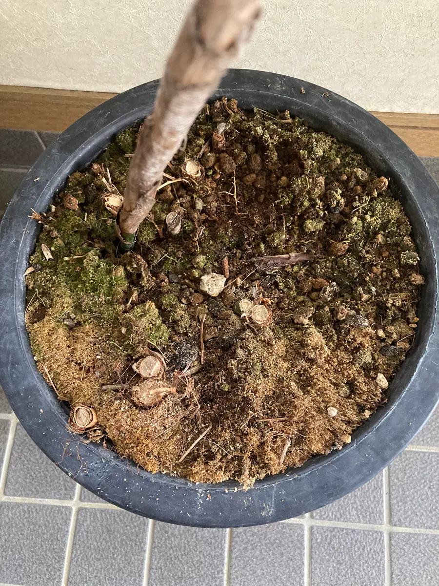 シュロチク復活しますように！｜そだレポ（栽培レポート）byサフィニア