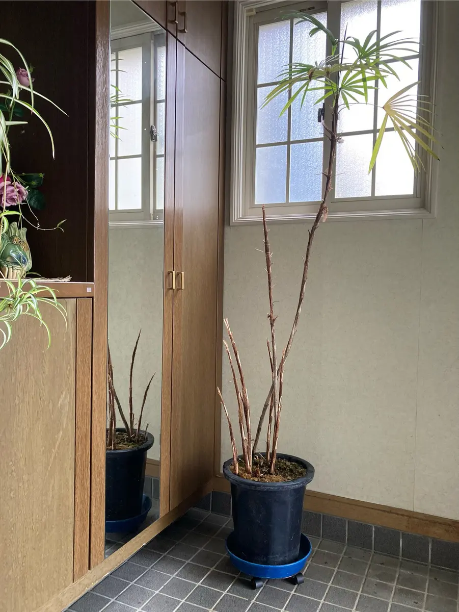 シュロチク復活しますように！｜そだレポ（栽培レポート）byサフィニア