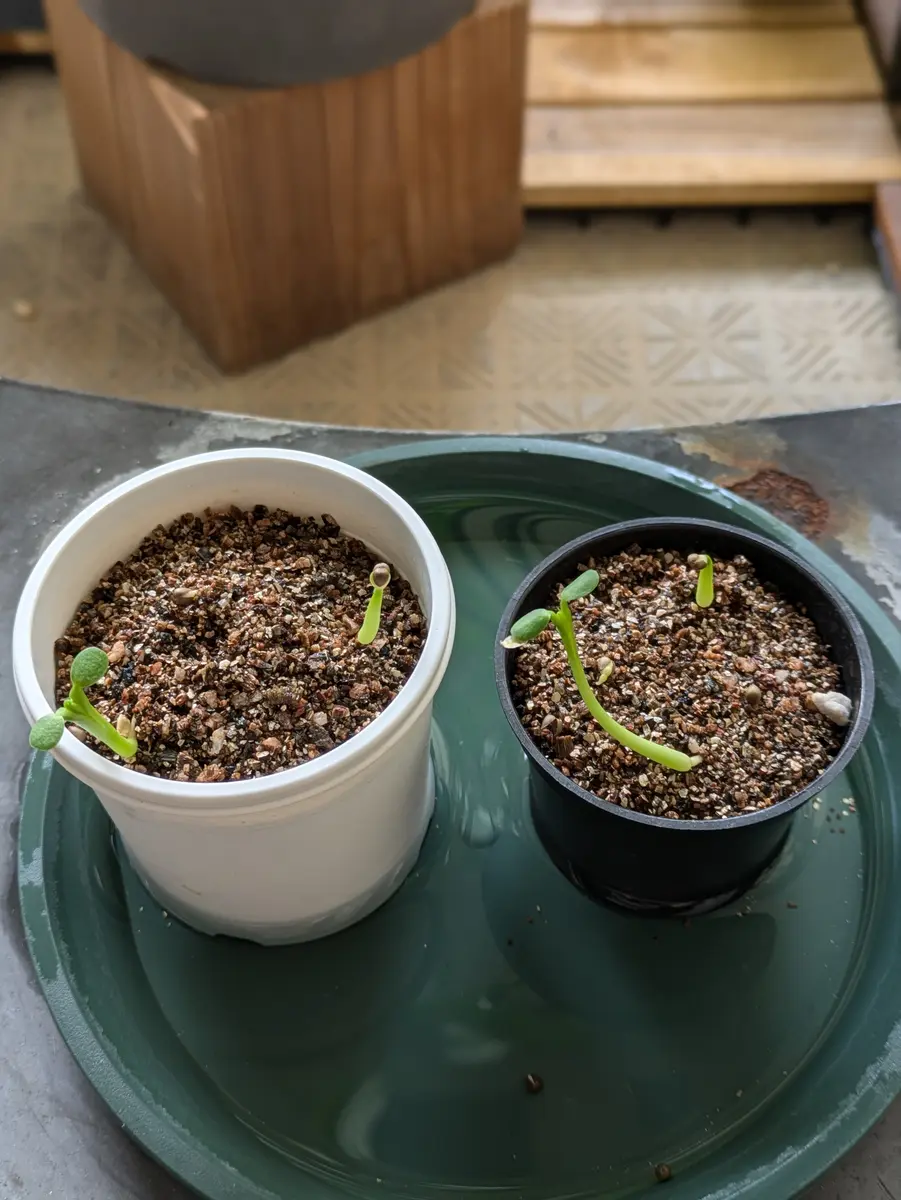 オベサをタネから育てる｜そだレポ（栽培レポート）byhibi.plants