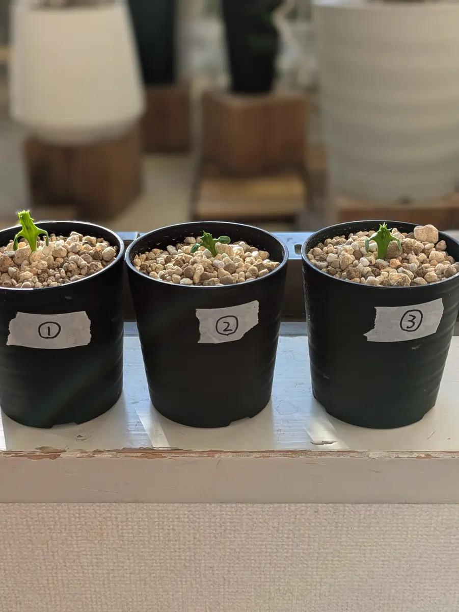 オベサをタネから育てる｜そだレポ（栽培レポート）byhibi.plants