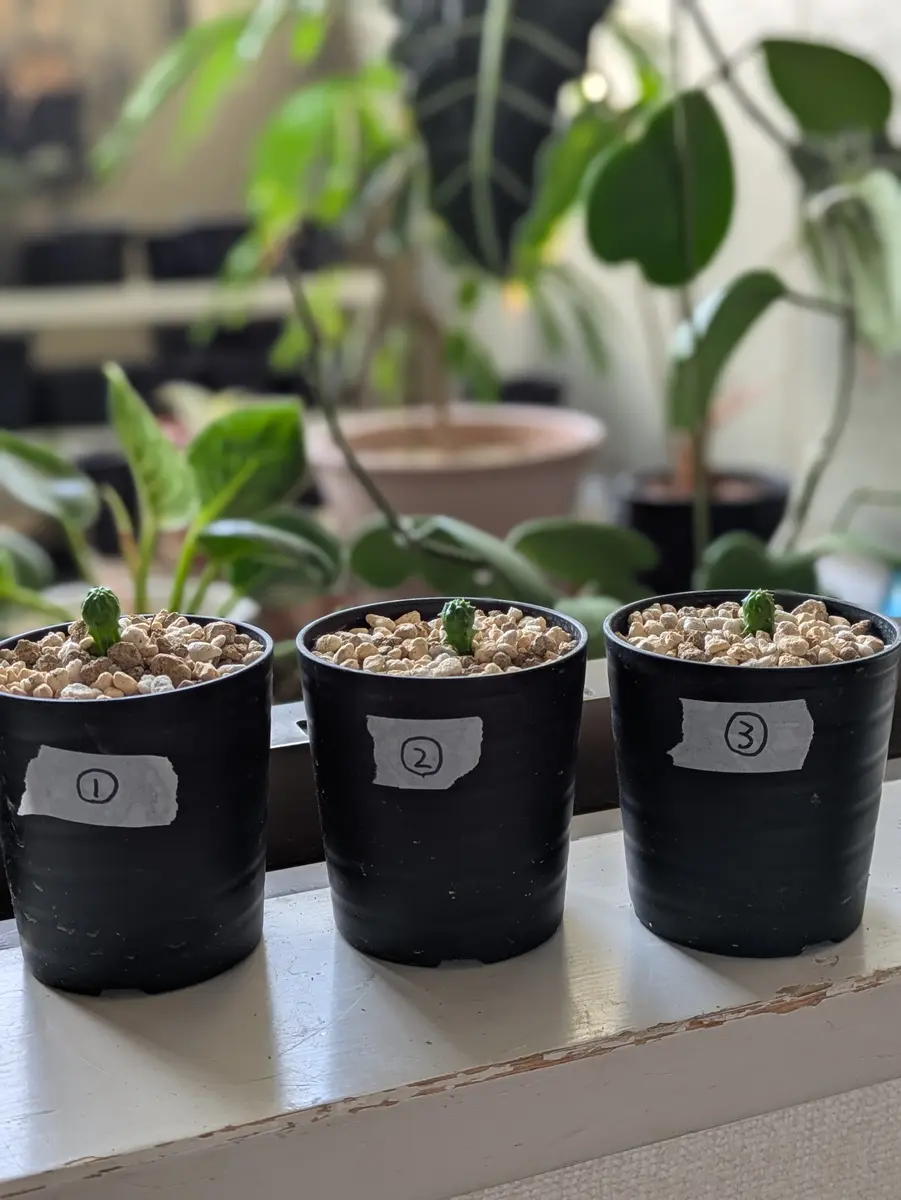 オベサをタネから育てる｜そだレポ（栽培レポート）byhibi.plants