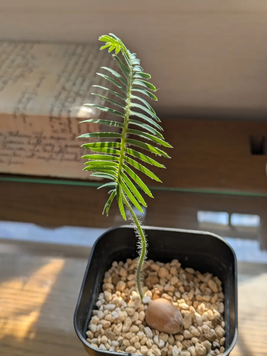 ディオーン エデュレ パルマ ソラ 種子 10粒+α Dioon Edule その他
