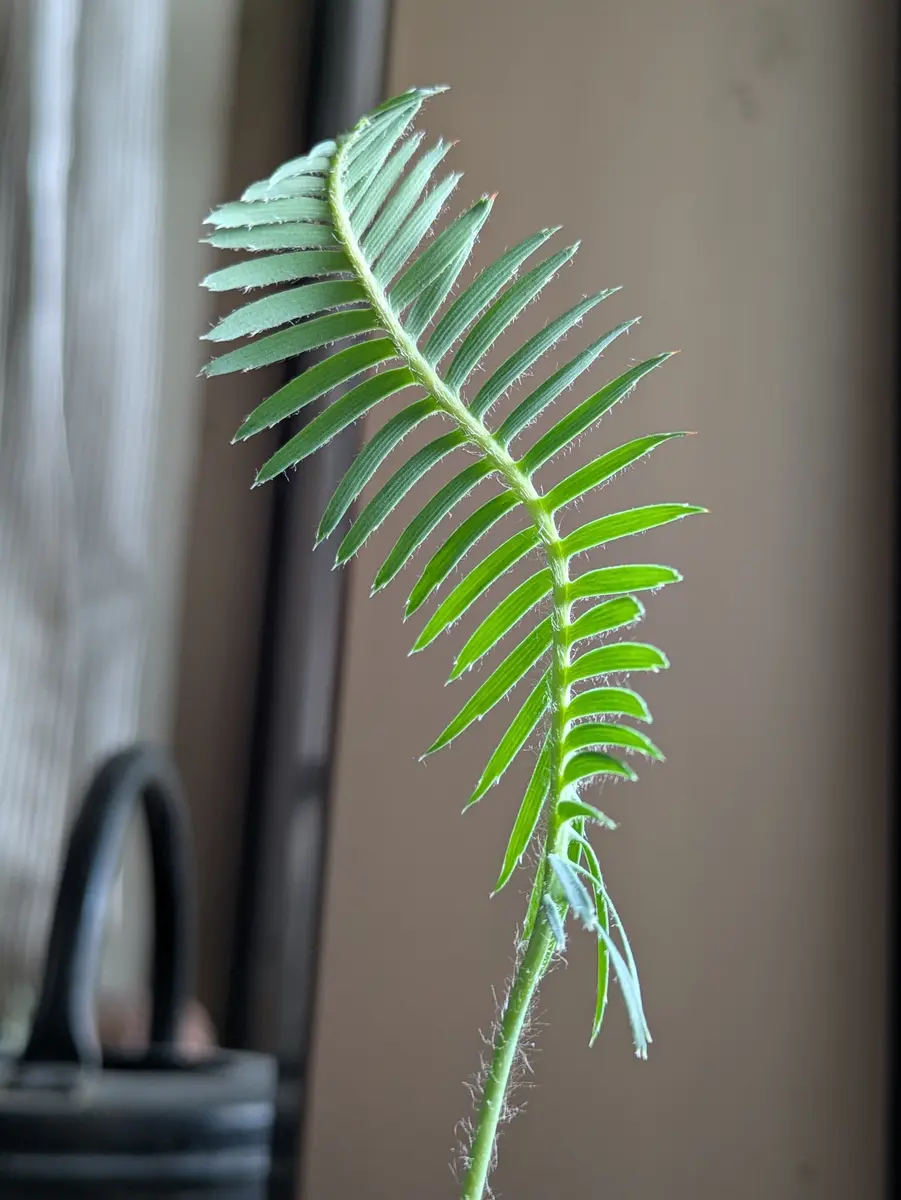 ディオーンエデュレをタネから育てる｜そだレポ（栽培レポート）byhibi