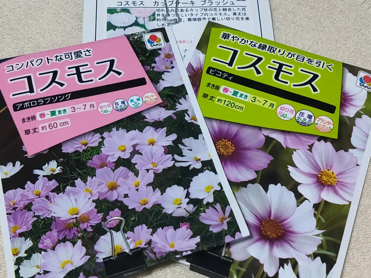 コスモスを種から育てる｜そだレポ（栽培レポート）byQulo｜みんなの