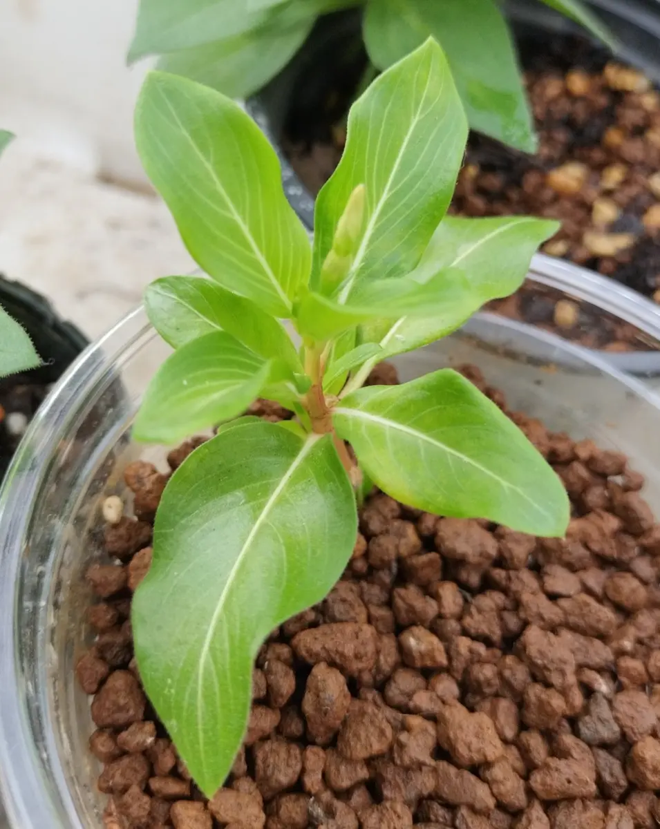 ニチニチソウを挿し芽で殖やす！｜そだレポ（栽培レポート）bytix