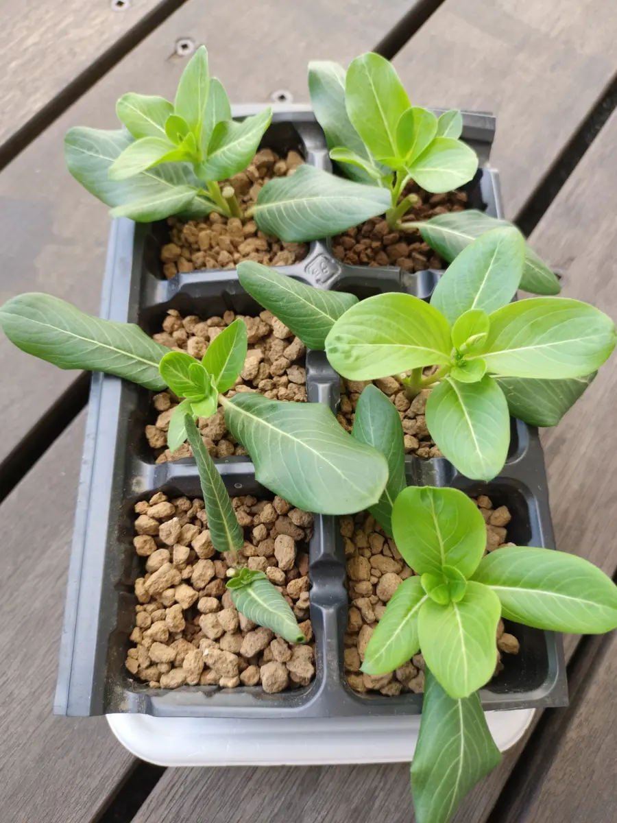 ニチニチソウを挿し芽で殖やす！｜そだレポ（栽培レポート）bytix