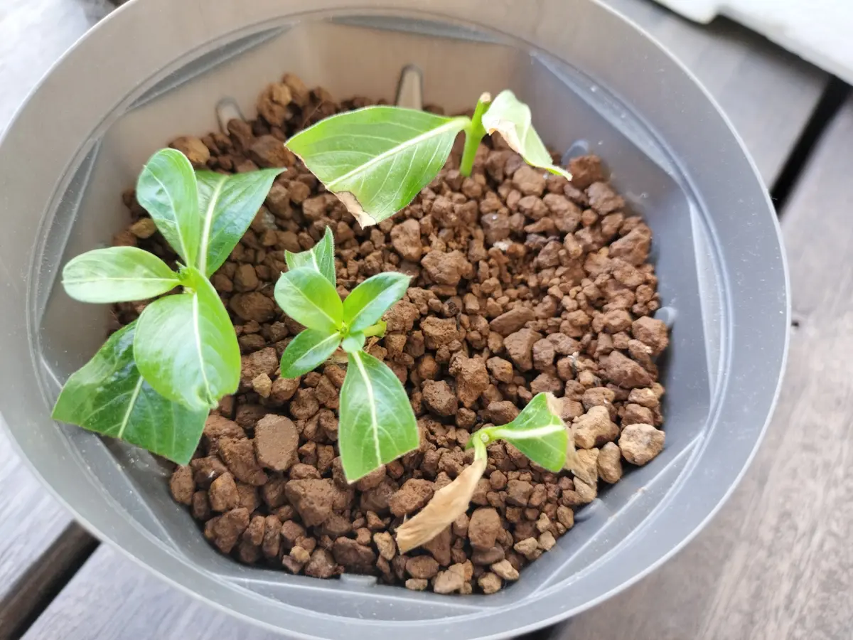 ニホントキソウ 鉢植え　葉芽 90本以上　増殖品 日本トキソウを育てています☺️｜🍀GreenSnap（グリーンスナップ）