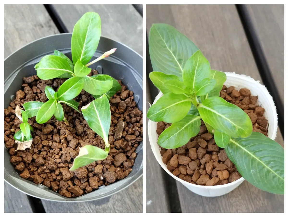 ニホントキソウ 鉢植え　葉芽 90本以上　増殖品 ニホントキソウ 鉢植え 葉芽 90本以上 増殖品 ニホントキソウ