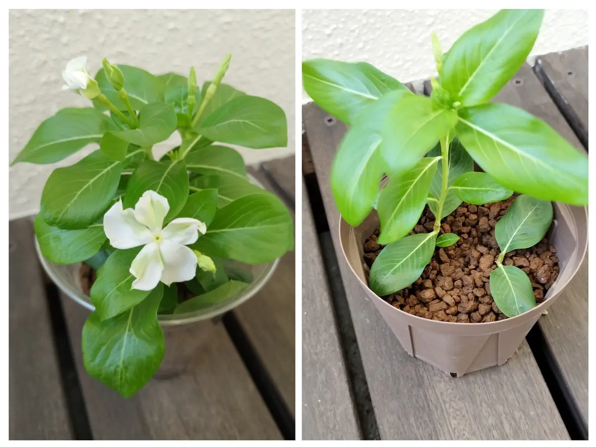 ニホントキソウ 鉢植え　葉芽 90本以上　増殖品 ニホントキソウ 鉢植え 葉芽 90本以上 増殖品