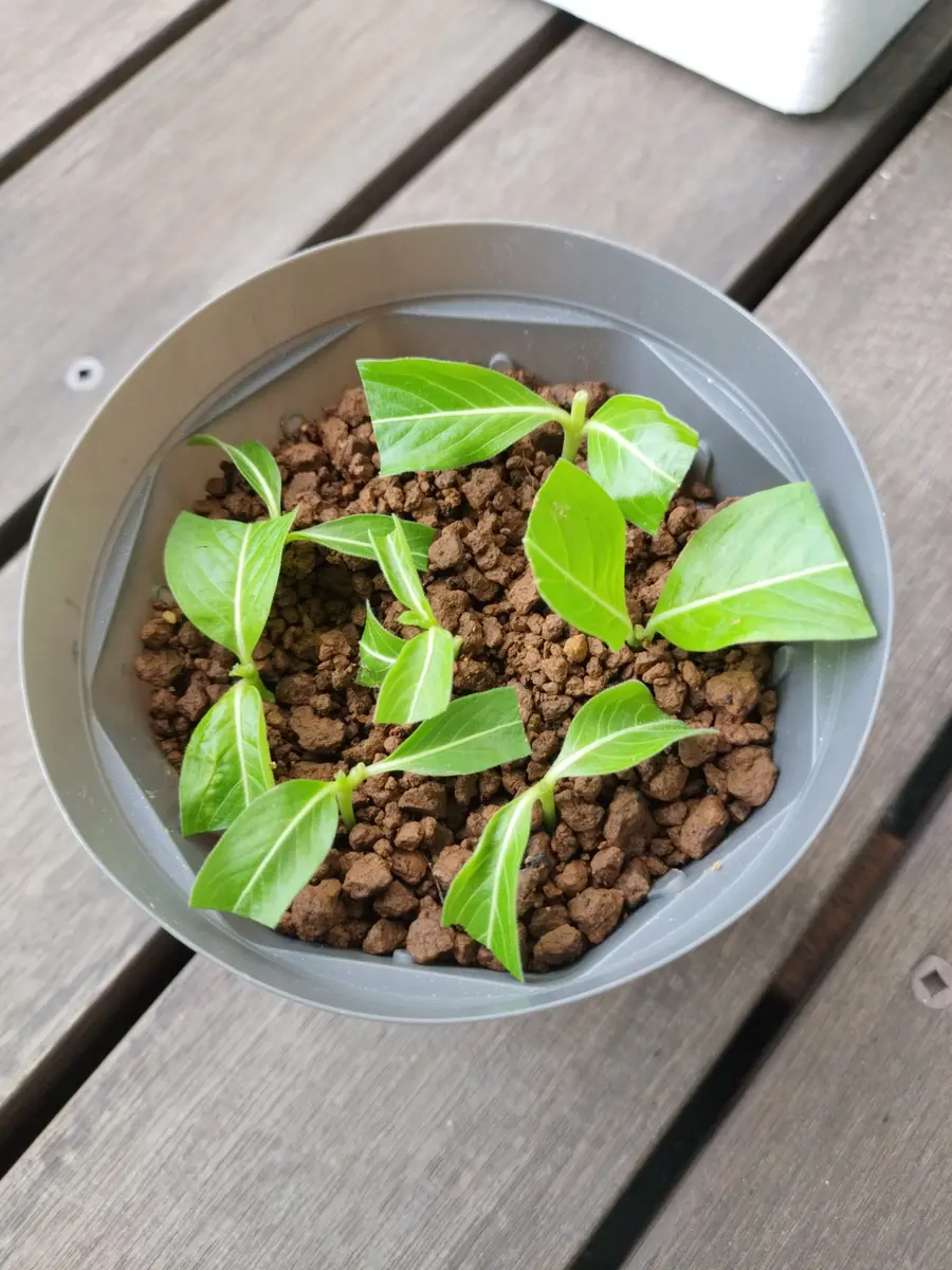 ニチニチソウを挿し芽で殖やす！｜そだレポ（栽培レポート）bytix