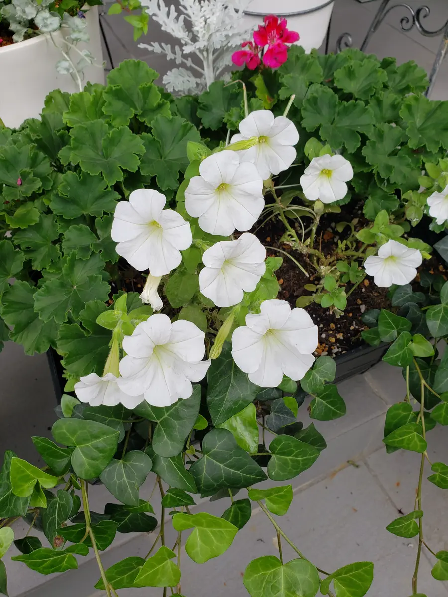 寄せ植えにしたゼラニウムとペチュニア｜そだレポ（栽培レポート）by
