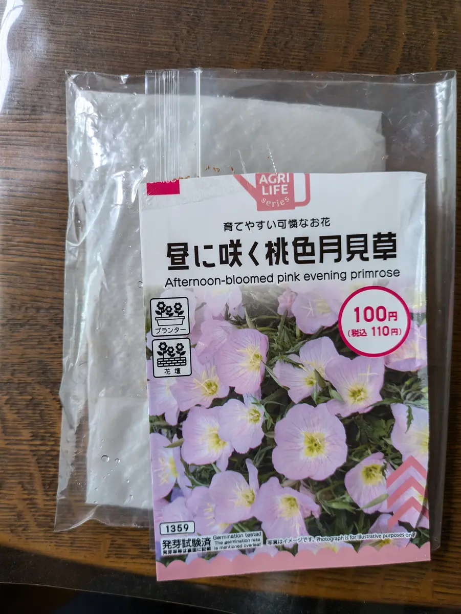 月見草種からの開花挑戦｜そだレポ（栽培レポート）byリーフーミン