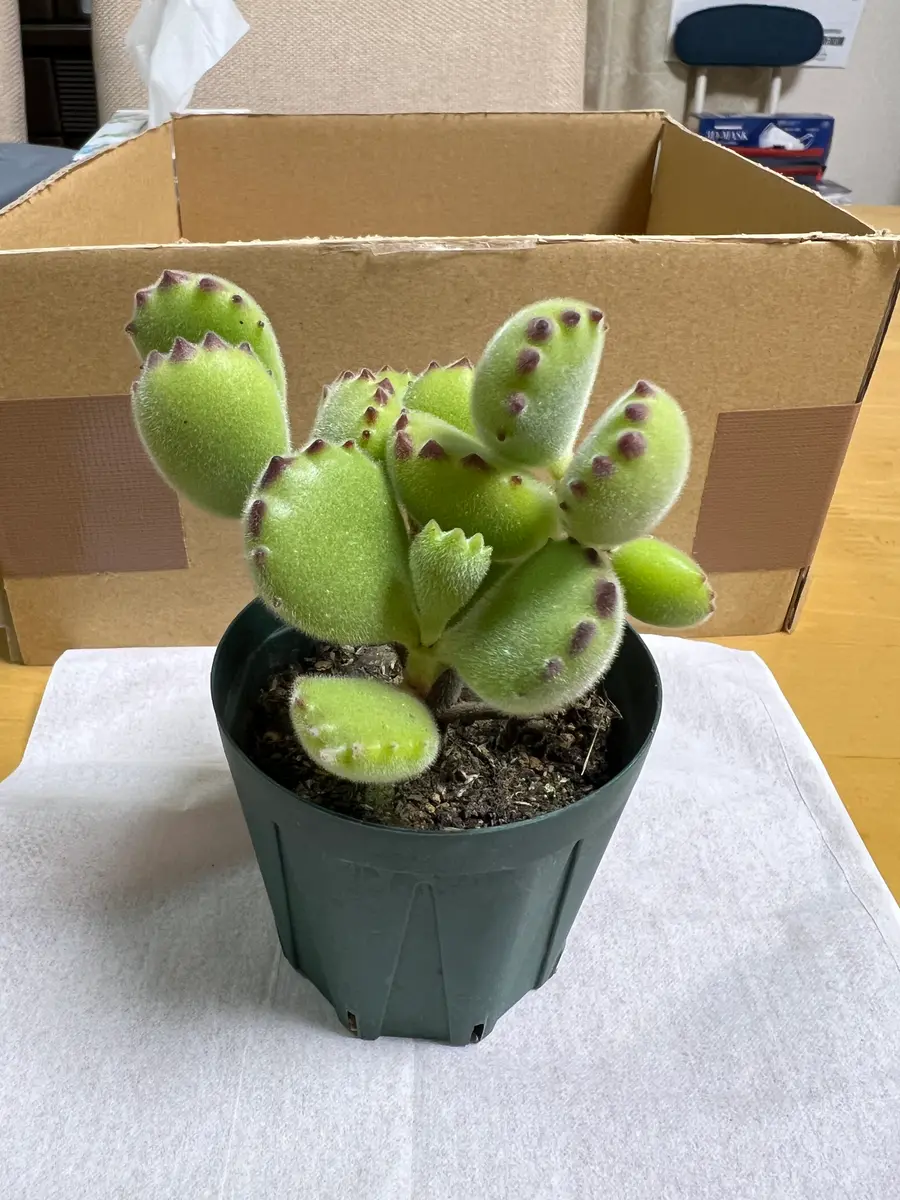 熊童子を育てる｜そだレポ（栽培レポート）byミートテック｜みんなの