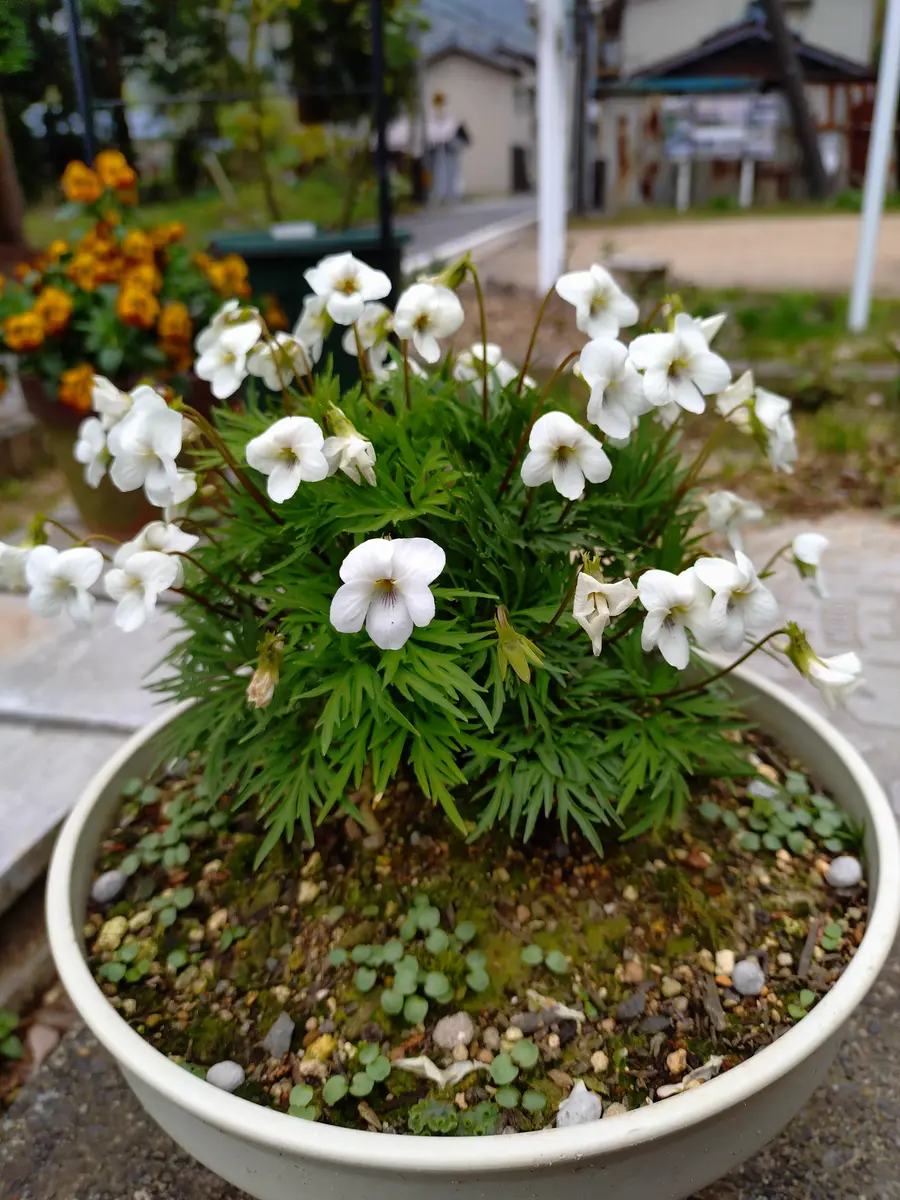 ━完━ヒゴスミレのワカチコ増殖計画｜そだレポ（栽培レポート）byいの