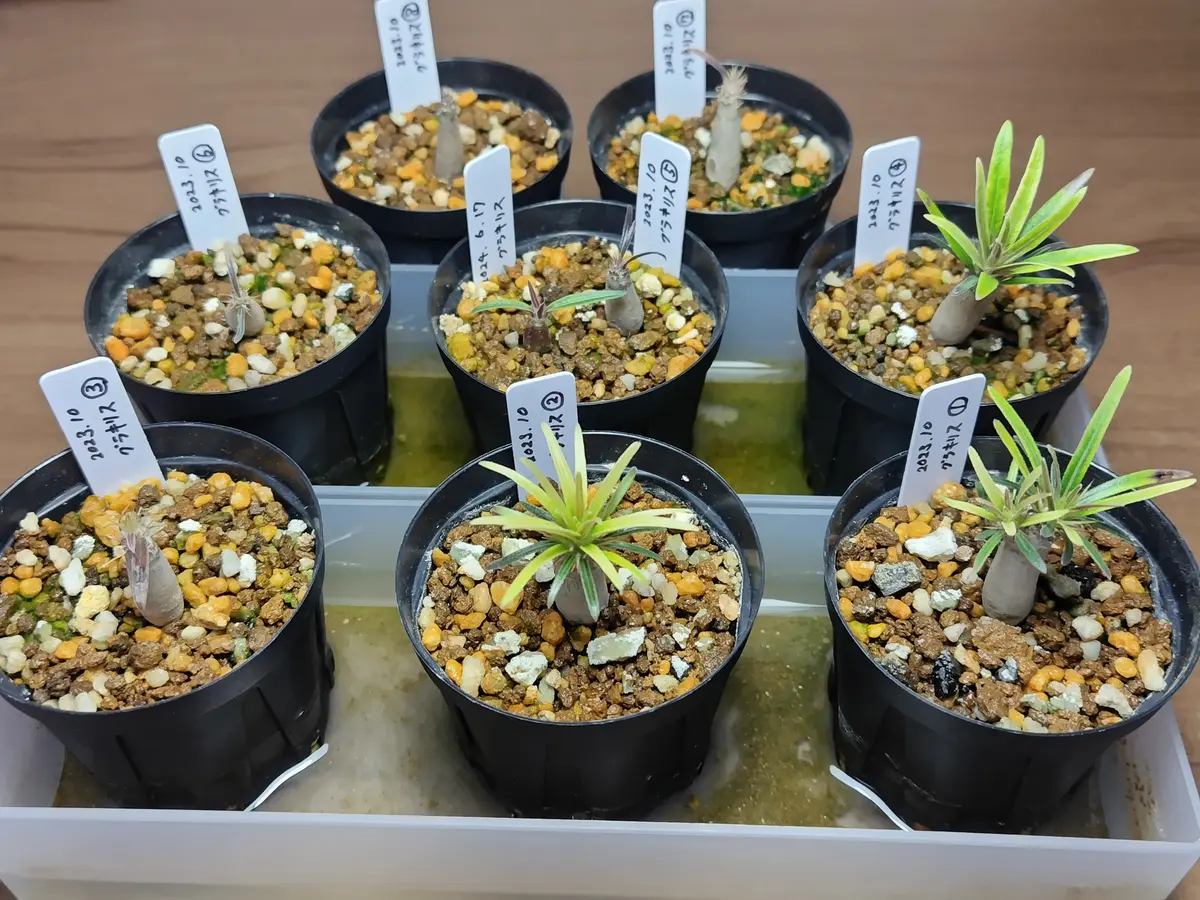 グラキリス 実生 2023｜そだレポ（栽培レポート）byまんどれいく