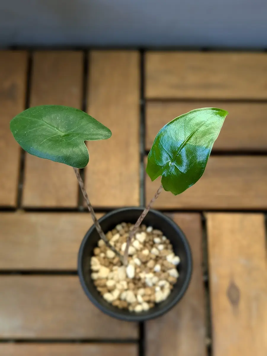 娘が育てている親株｜そだレポ（栽培レポート）byhibi.plants