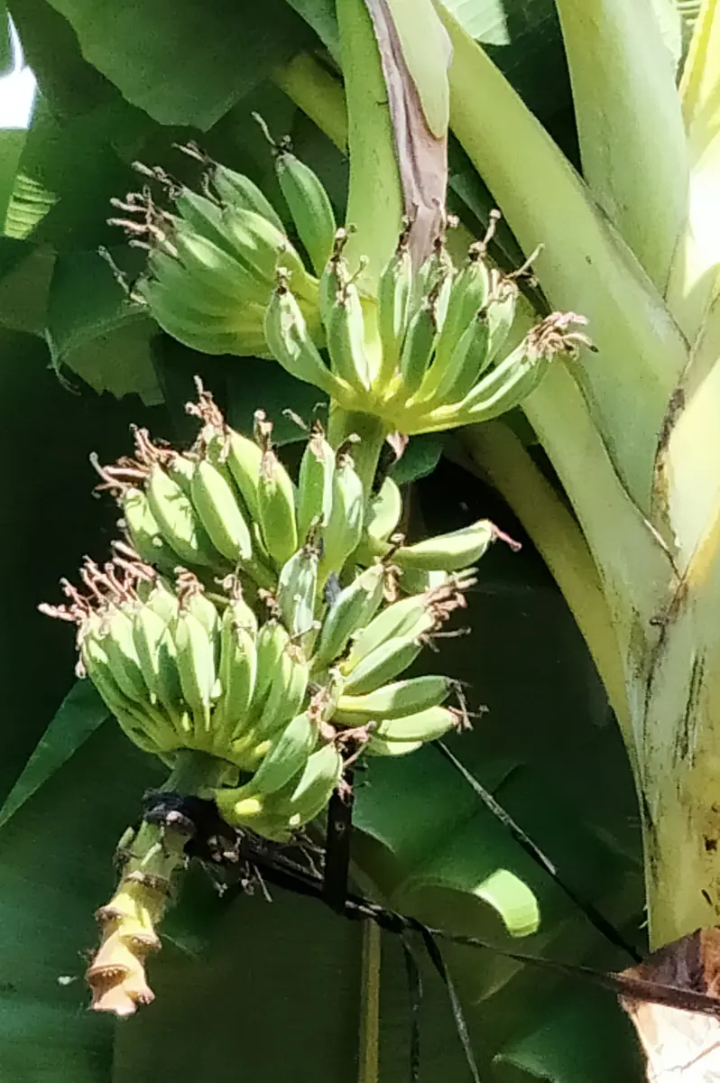 Musa Blue Java IceCream Variegated バナナ苗 Ice Cream Banana (Musa Acuminata Blue Java) - Imported