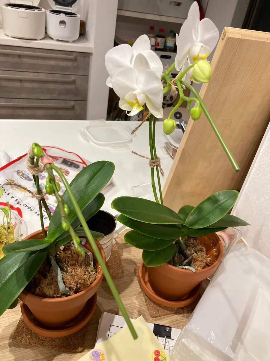 胡蝶蘭♡ 胡蝶蘭の鉢植え [GP4] - $250.00 : SENKA International Inc.|日本向け