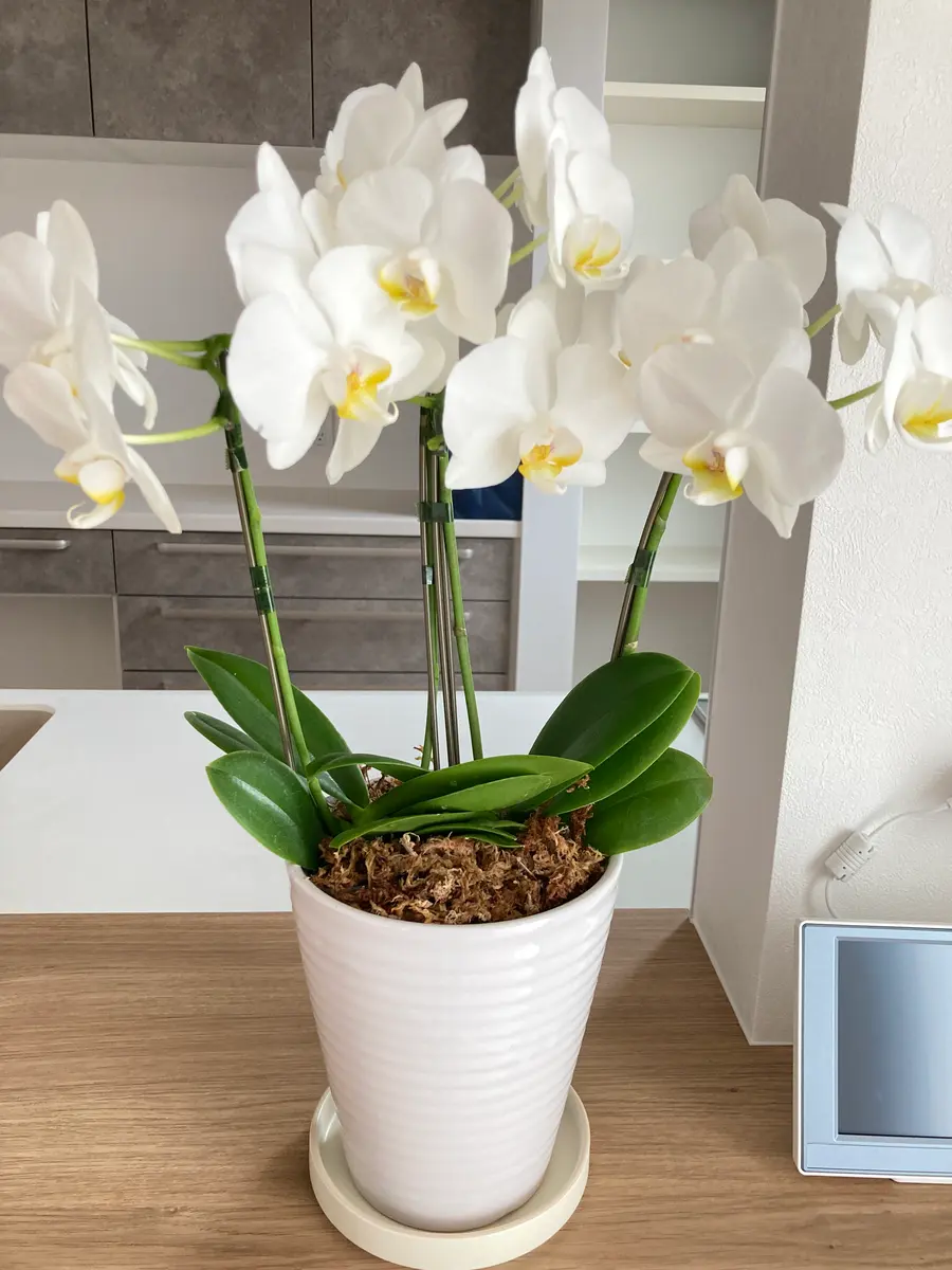 胡蝶蘭、開花チャレンジ！｜そだレポ（栽培レポート）byゆーーーーーぅ