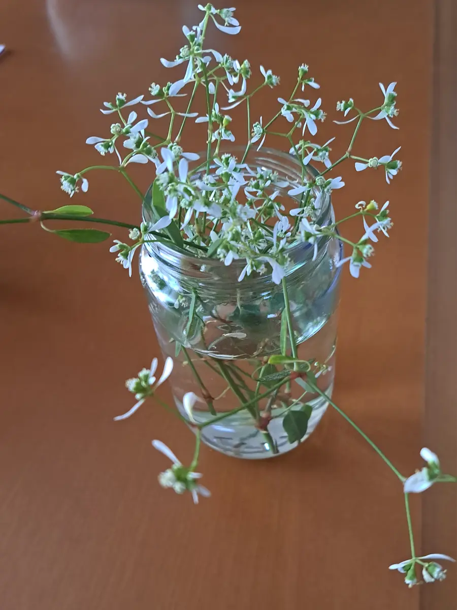 PWユーフォルビアダイヤモンドフロストを増やしたい｜そだレポ（栽培