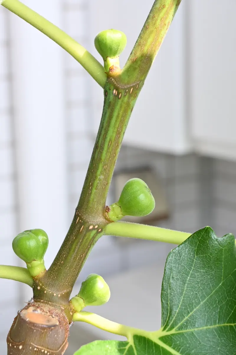 イチジクが肥大していく過程を定点観察してみた(収穫適期のご参考に