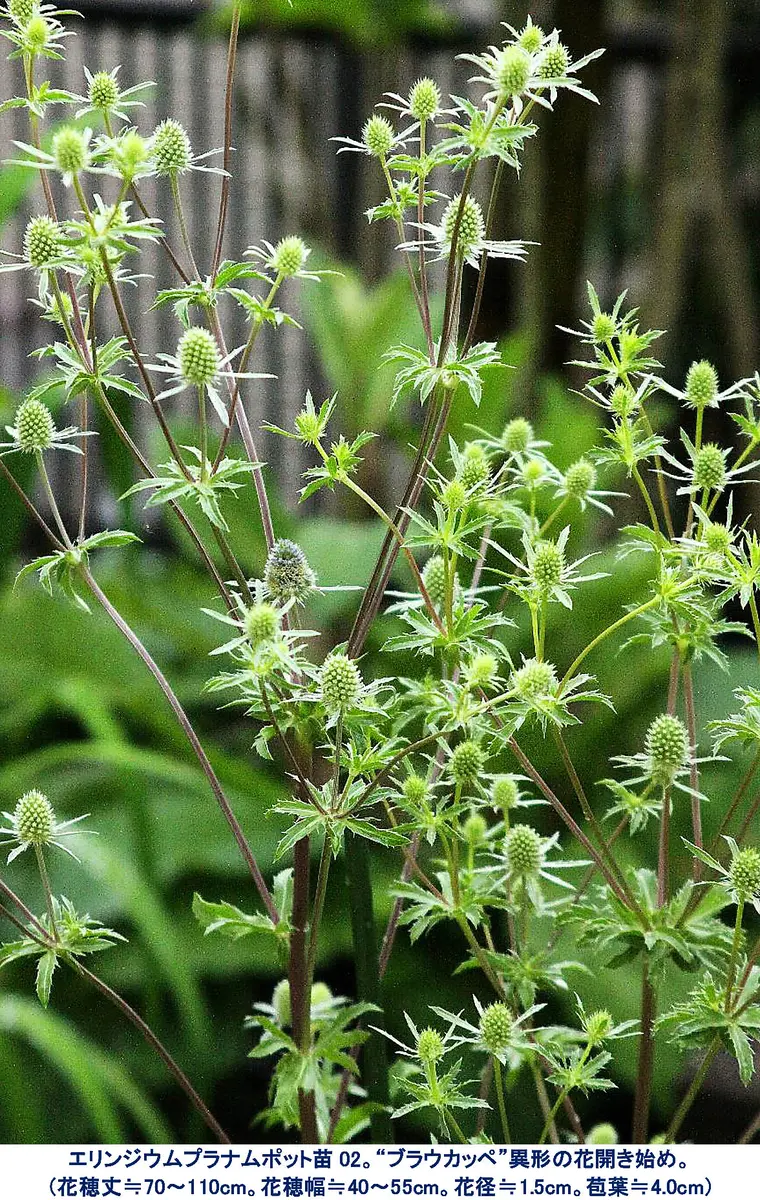 エリンジウム 新・花と緑の詳しい図鑑