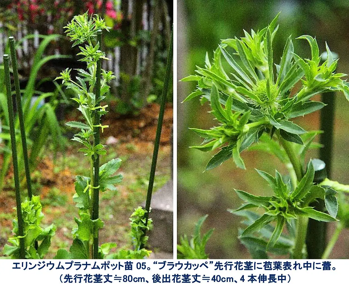 エリンジウム 新・花と緑の詳しい図鑑