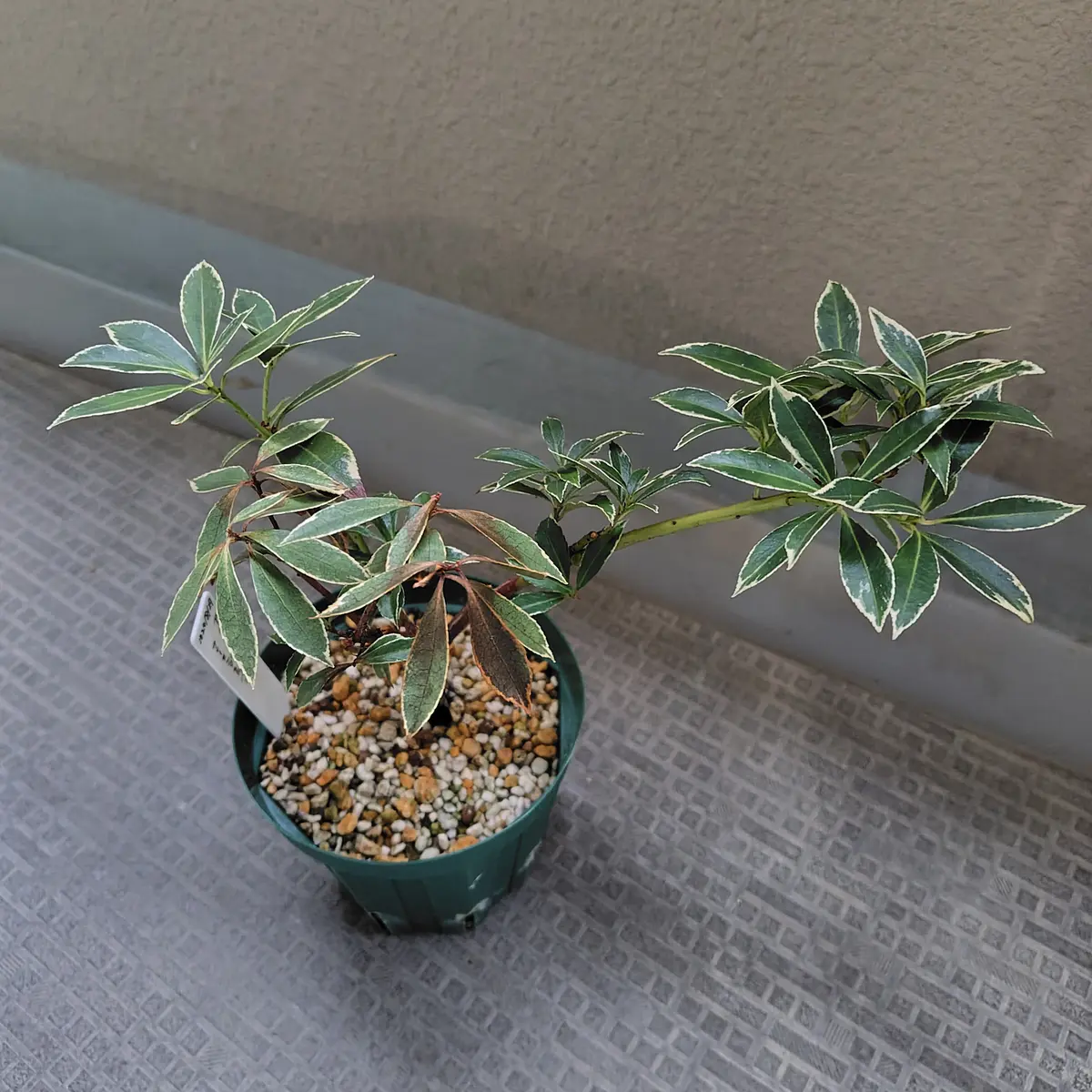 馬酔木｜そだレポ（栽培レポート）bytiki｜みんなの趣味の園芸