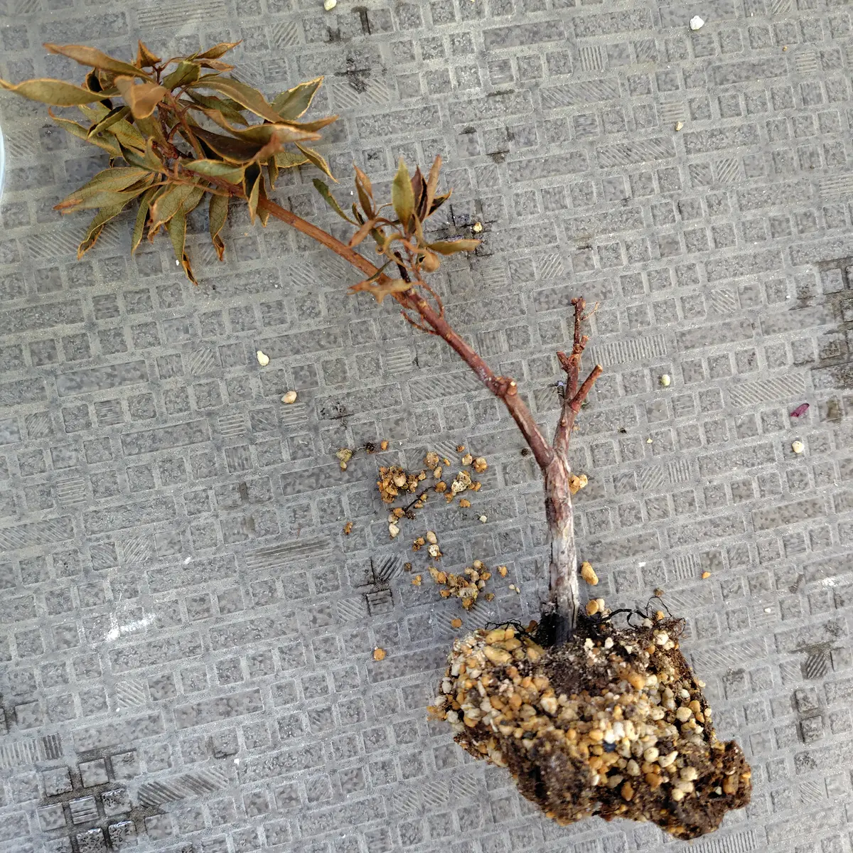 馬酔木｜そだレポ（栽培レポート）bytiki｜みんなの趣味の園芸